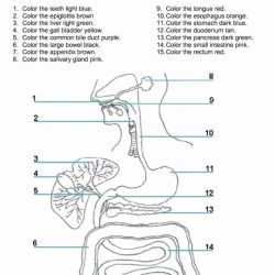 Match the following digestive system