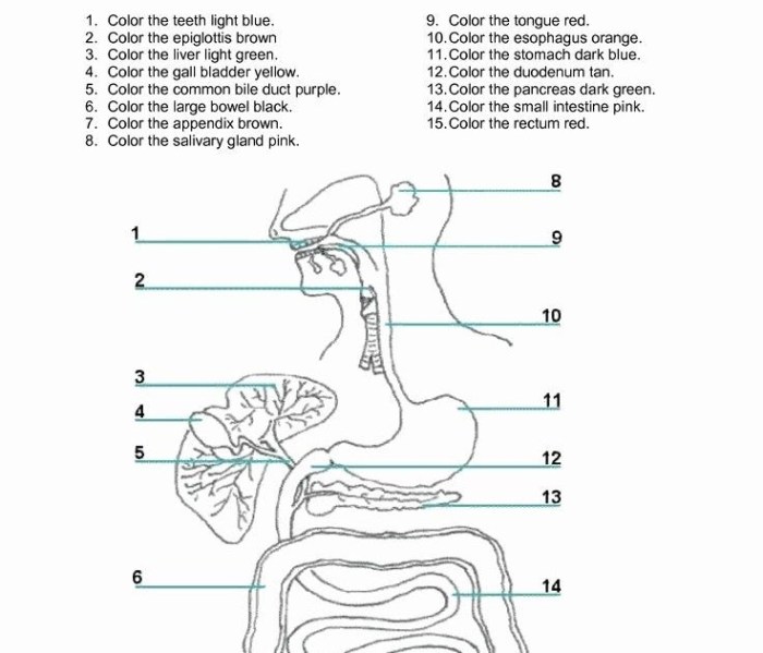 Match the following digestive system