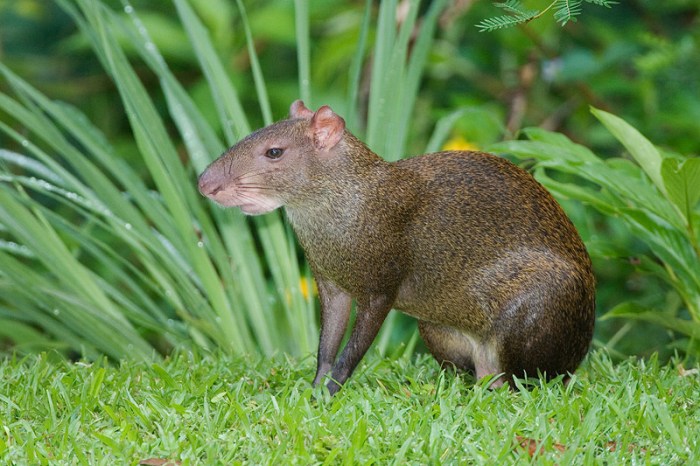 Keystone species in amazon rainforest