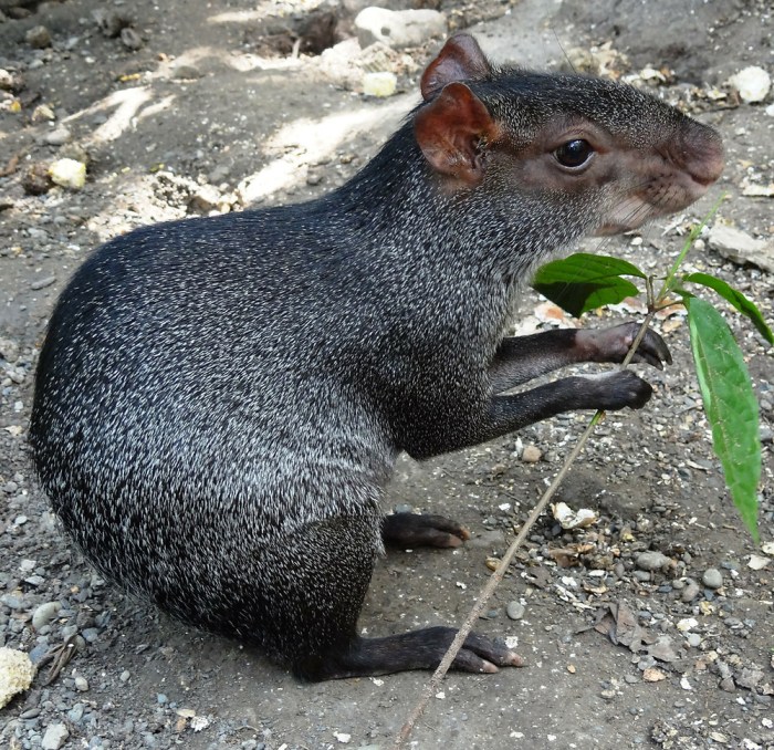 Keystone rainforest mammal dasyprocta agouti fuliginosa