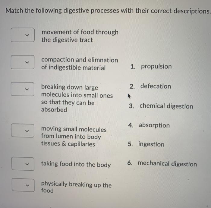 Match the following digestive system