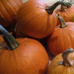 Pie pumpkin turn homemade into pumpkins