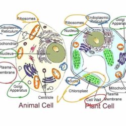 Cells alive animal cell worksheet