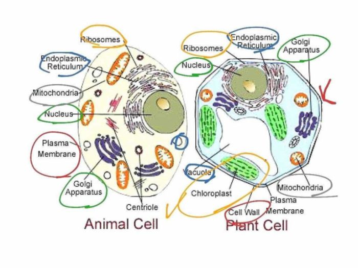 Cells alive animal cell worksheet