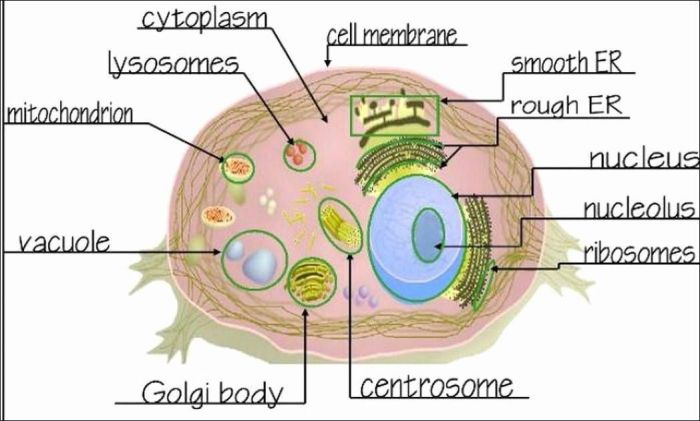 Cells alive animal cell worksheet